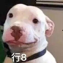 娱乐圈吃瓜小狗是谁啊,揭秘神秘“吃瓜群众”身份  第3张