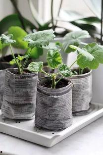 树叶白衣最新爆料,揭秘娱乐圈惊人内幕 第2张 树叶白衣最新爆料,揭秘娱乐圈惊人内幕 第2张